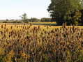 #9: Field view, 60 meters northeast of the confluence, looking north-northwest.