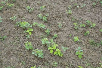 #1: The confluence point lies in this field, recently planted with an unknown (to me) crop