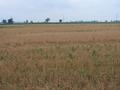 #4: Looking West with Highway 21 in the distance.