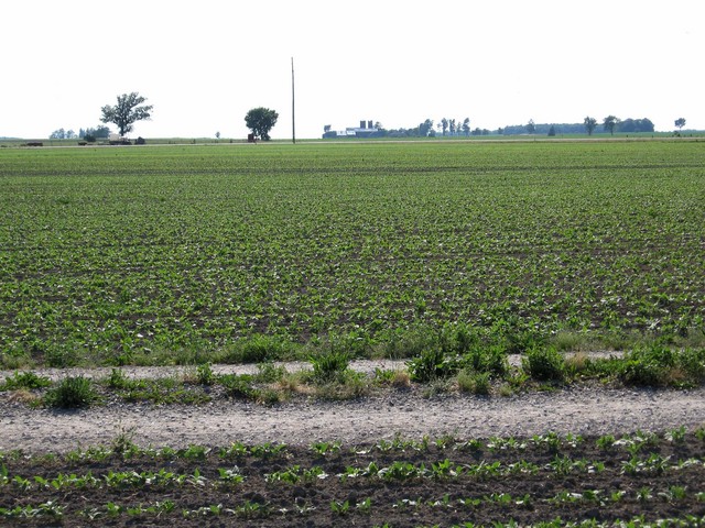 Looking west  toward Highway 21.