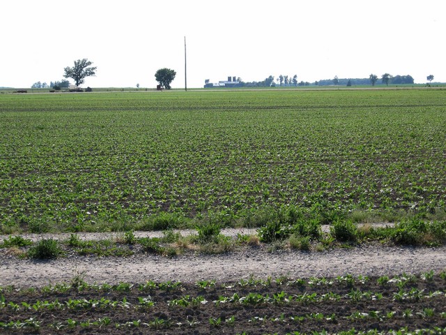 Looking west  toward Highway 21.