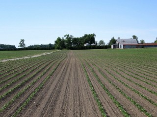 #1: View north back towards owner's farmyard.