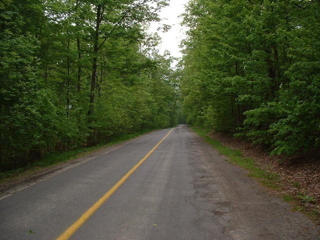 Road through the woods on the way