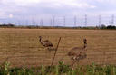 #6: Emus at nearby emu and ostrich farm.