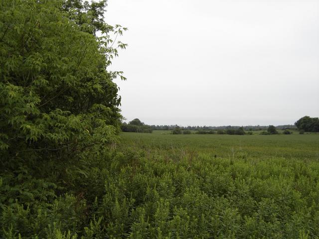 Facing south; confluence is on the right less than 100 m away.