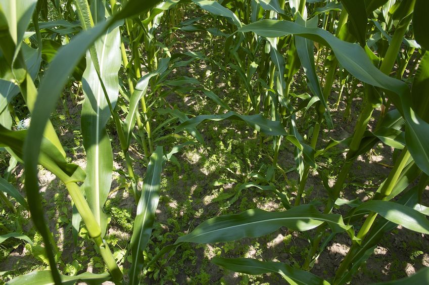 The confluence point lies just inside a corn field