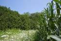 #2: View North, from the edge of the corn field.  A neighbor's house lies on the other side of these trees