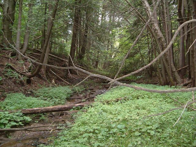 Confluence is at the far end of the green clearing.