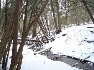 #1: Vista general del area con el arroyo cercano - General view of the area with the near stream