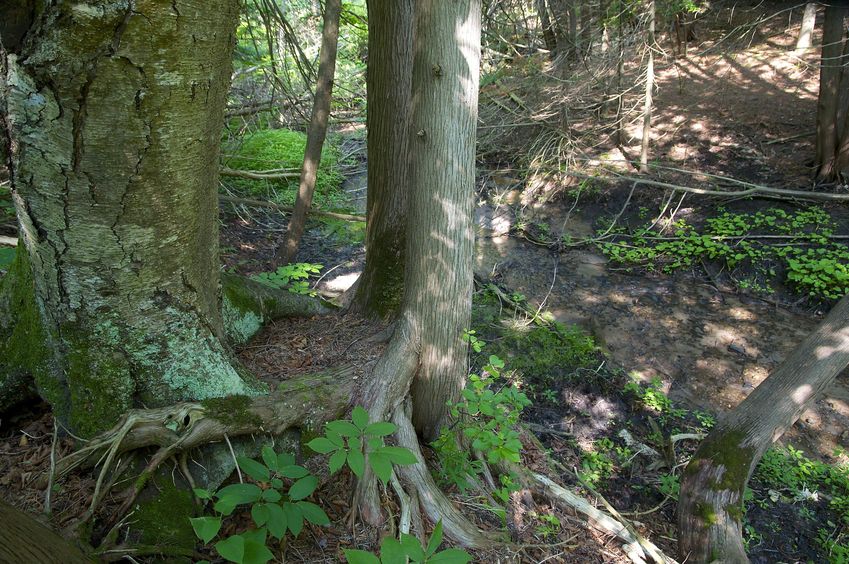 The confluence point lies near these trees, beside a small creek (visible in the background)