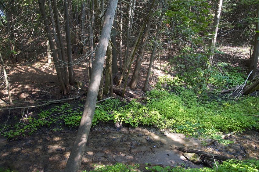 View North (across the creek)