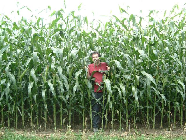 Mark emerges from the 10 foot high (2.5 m) corn.