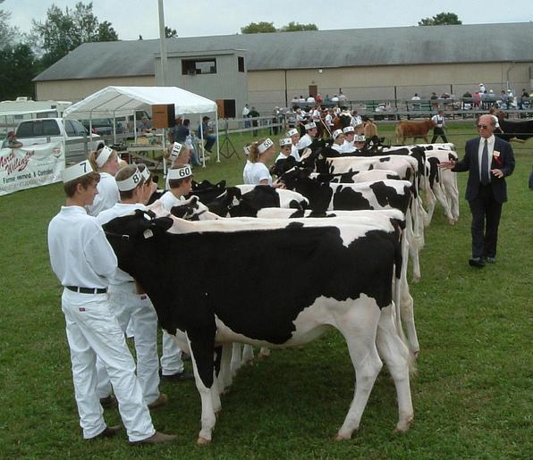 Cows being judged for grooming and good behavior.