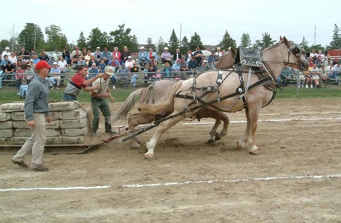 Horses pulling nearly 6000 pounds  (2730 kg)