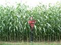 #5: Mark emerges from the 10 foot high (2.5 m) corn.