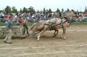 #8: Horses pulling nearly 6000 pounds  (2730 kg)