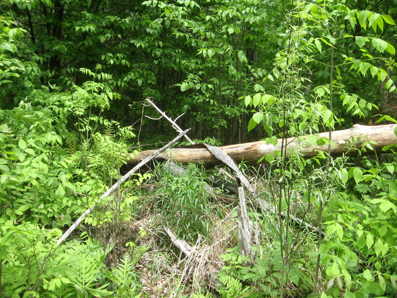 Looking north into the dense forest natural to this area.