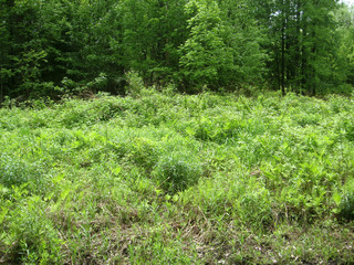 #1: Looking south, the confluence is 17 meters in this direction.