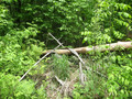 #4: Looking north into the dense forest natural to this area.