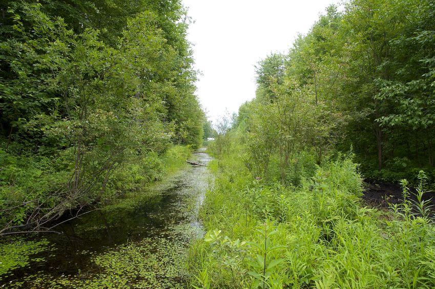 Looking South from the path (beside the swampy ditch), 25 metres West of the confluence point