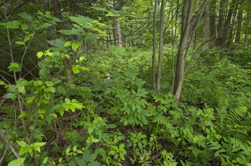 The confluence point lies in a forested area