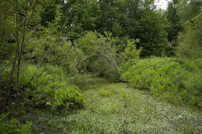 Looking North from the path (beside the swampy ditch), 25 metres West of the confluence point