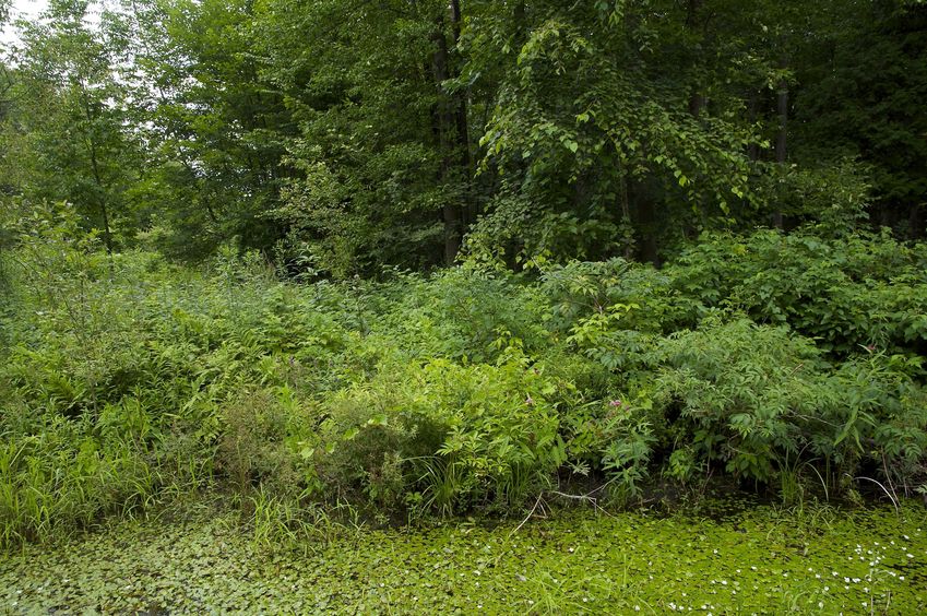 Looking East from the path (across the swampy ditch) towards the confluence point, 25 metres away