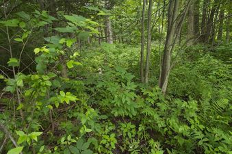 #1: The confluence point lies in a forested area