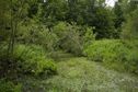 #8: Looking North from the path (beside the swampy ditch), 25 metres West of the confluence point