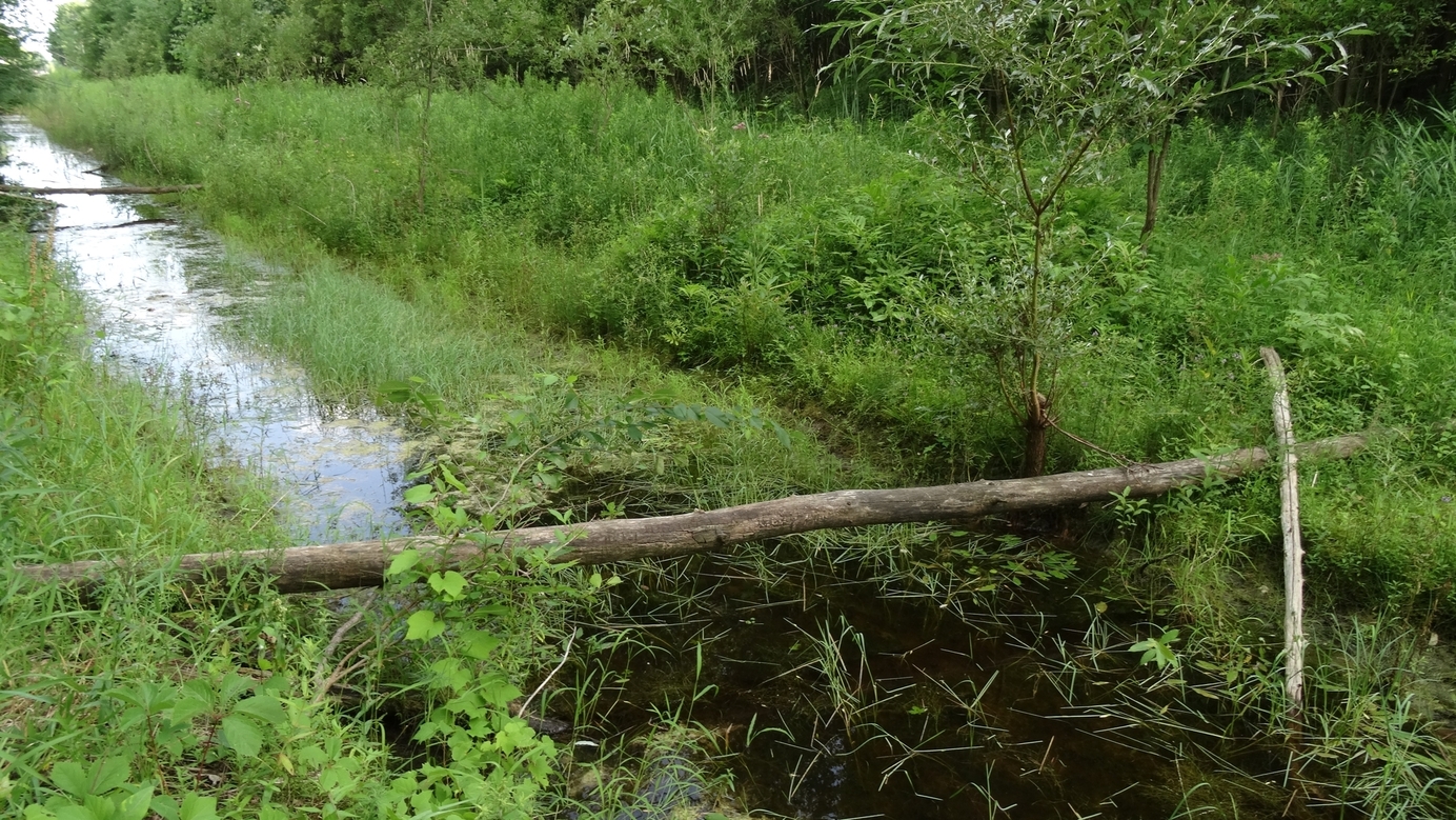 #01 location of CP 45N-75W from around 60 m at the upper left corner, right from the ditch