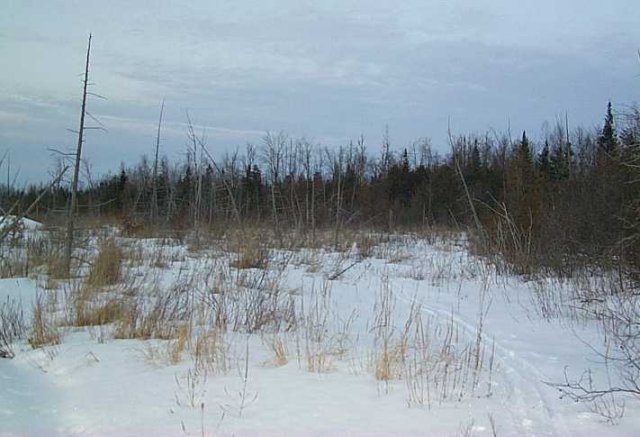 A view on the approach, looking north across swamp