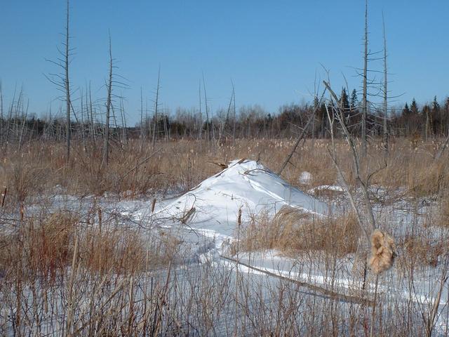 Beaver lodge in swamp