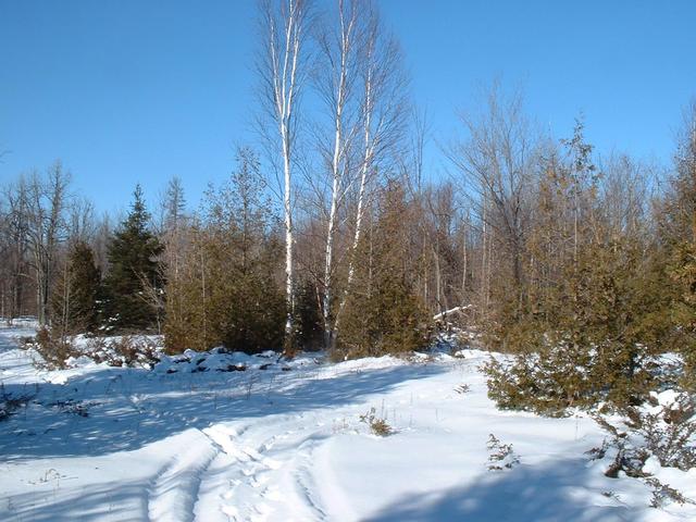 Trails in open woods about 400m from the confluence