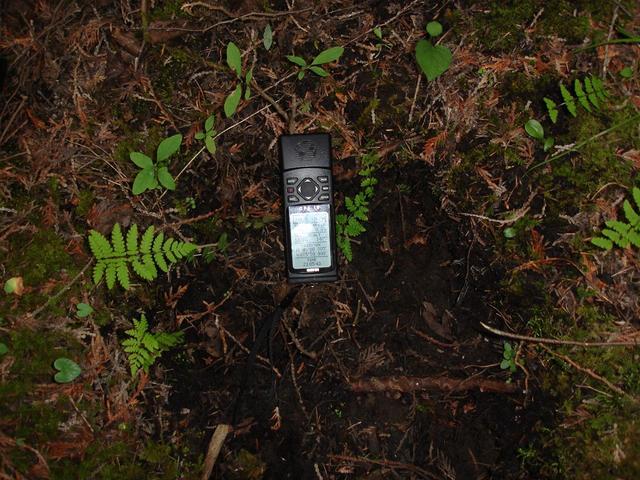 Deer (?) hoof print near confluence