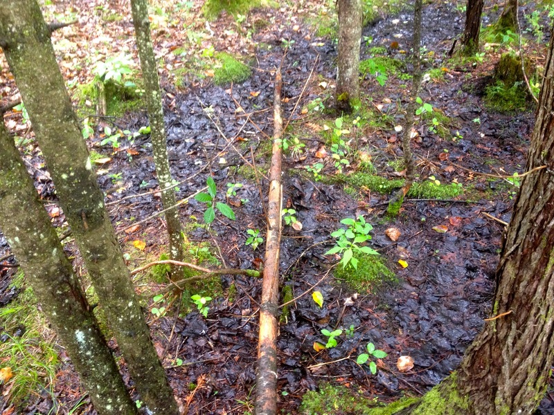 The confluence point lies in a slightly boggy section of forest