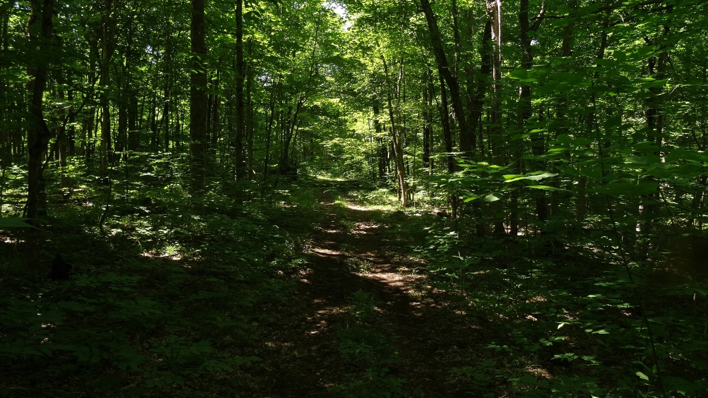 08 woodland path