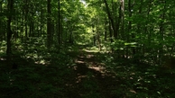 #8: 08 woodland path