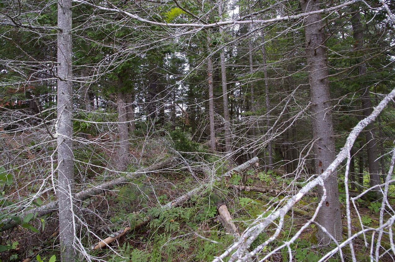 View West from the tip of the peninsula (94 metres West of the confluence point)