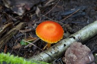 #8: A colorful toadstool, seen during my hike
