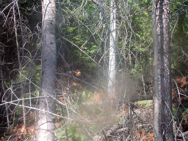 View east into heavy forest.