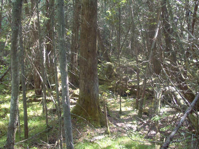 View on the way into confluence through heavy forest.