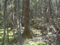 #6: View on the way into confluence through heavy forest.