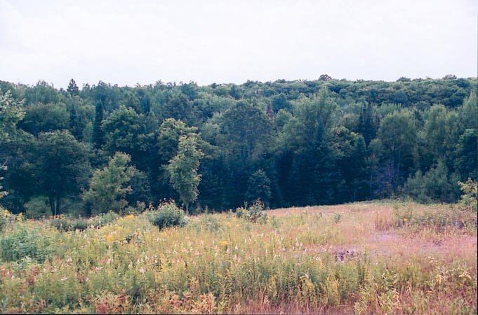 End of lumber road looking toward 45N 79W.