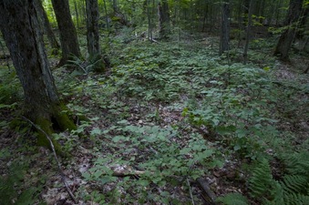 #1: The confluence point lies in an open area of forest (with thinly-spaced trees)