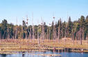 #7: Lake created by beaver dam, with nests in trees.