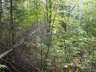 #1: Picture of the confluence site