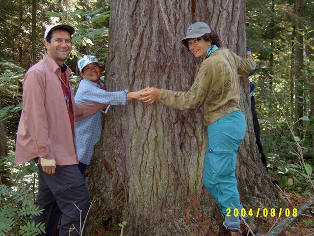 ~350 year old white pine