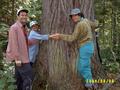 #10: ~350 year old white pine