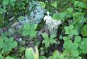 #9: Indian Pipe in moose scat