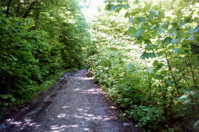 Logging road.